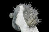 Bargain, Spiny, Enrolled Drotops Armatus Trilobite - long #105436-3
